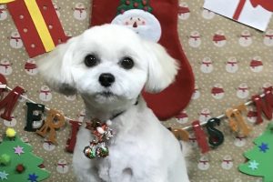 12月のお友達☆