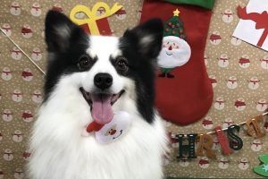 12月のお友達☆