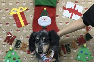 12月のお友達☆