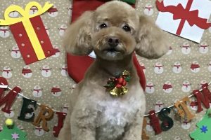 12月のお友達☆