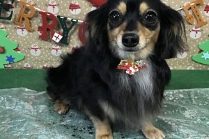 12月のお友達☆