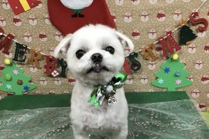 12月のお友達☆