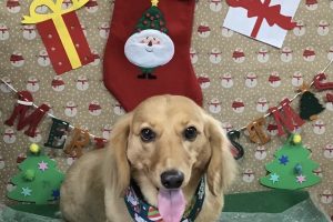 12月のお友達☆