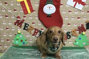 12月のお友達☆