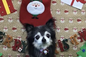 12月のお友達☆