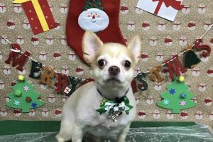 12月のお友達☆