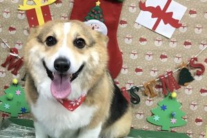 12月のお友達☆