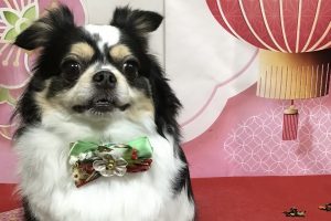12月のお友達☆