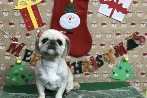 12月のお友達☆