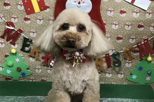 12月のお友達☆