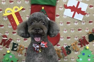 12月のお友達☆