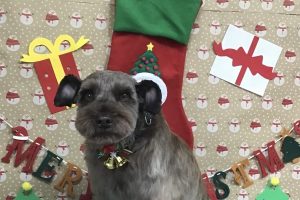 12月のお友達☆