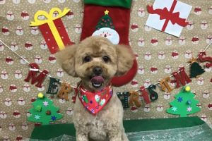 12月のお友達☆