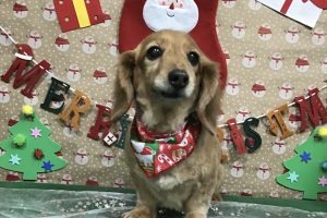12月のお友達☆