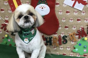 12月のお友達☆