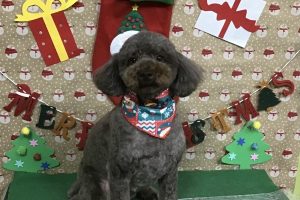 12月のお友達☆