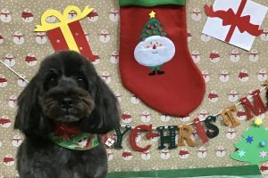 12月のお友達☆