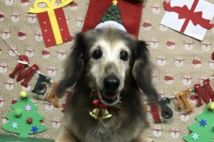 12月のお友達☆