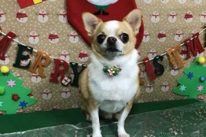 12月のお友達☆