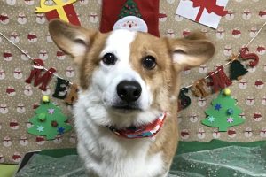 12月のお友達☆