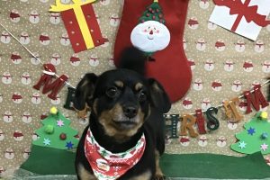12月のお友達☆