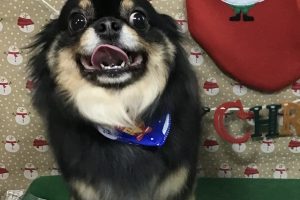 12月のお友達☆