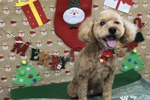 12月のお友達☆