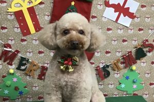 12月のお友達☆