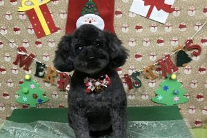 12月のお友達☆