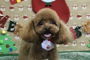 12月のお友達☆
