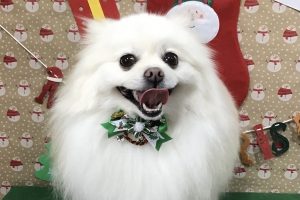 12月のお友達☆