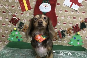 12月のお友達☆