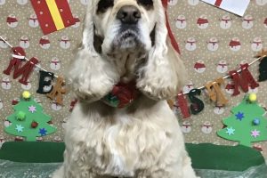 12月のお友達☆