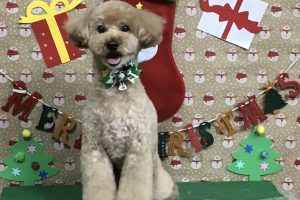 12月のお友達☆