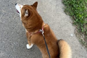 お泊まり中☆