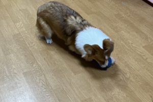 お泊まり中☆