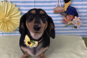 7月のお友達☆