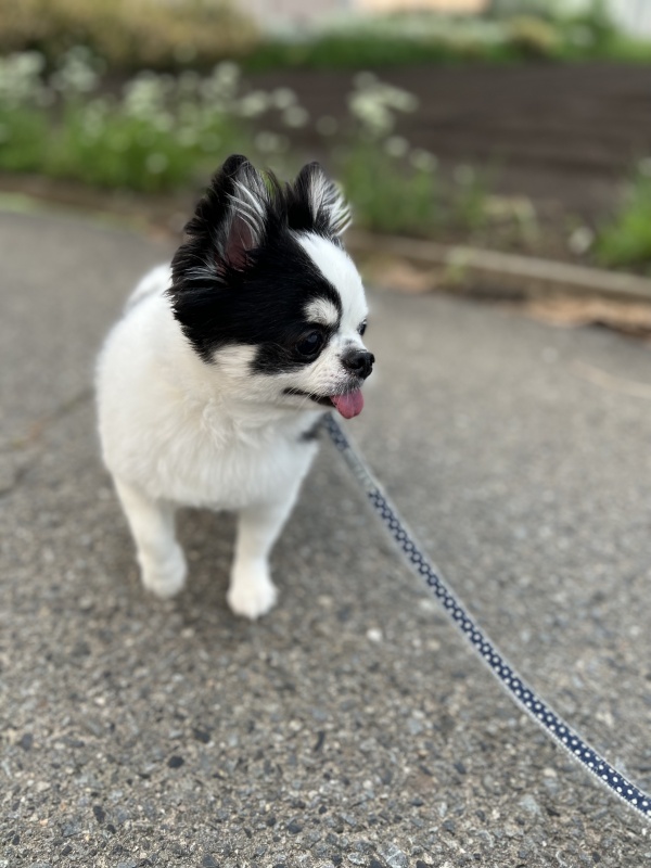 お泊り☆ PuPuLa【ププラ】 前橋のトリミング＆ペットホテル