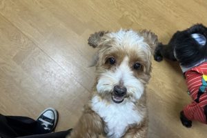お預かり中☆