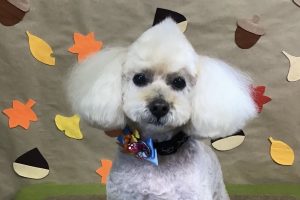 11月のお友達☆
