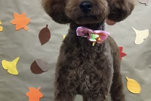 11月のお友達☆