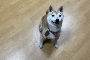 お泊り中☆