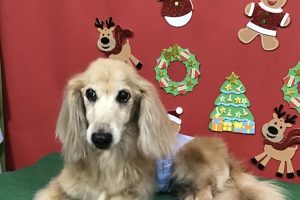 12月のお友達☆