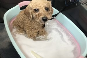 12月のお友達☆
