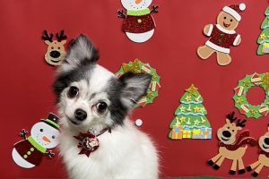 12月のお友達☆