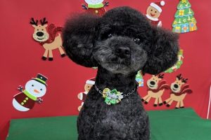 12月のお友達☆