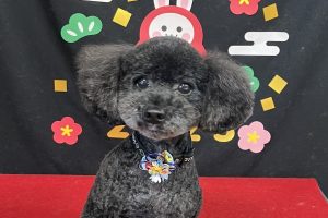 12月のお友達☆