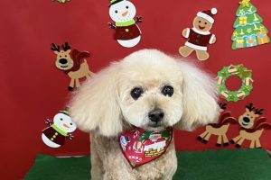 12月のお友達☆