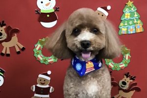 12月のお友達☆