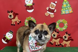 12月のお友達☆